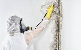  Port Lavaca, TX Mold Removal Pros